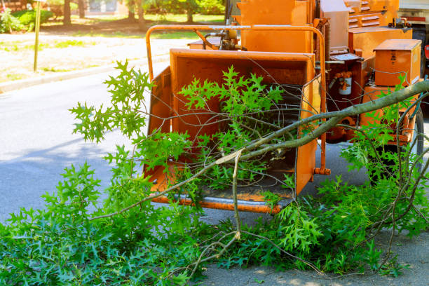 Parkland, WA Tree Services Company