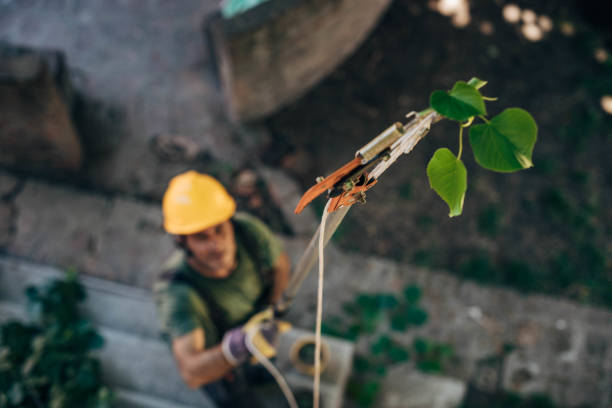 Best Tree Cabling and Bracing  in Parkland, WA
