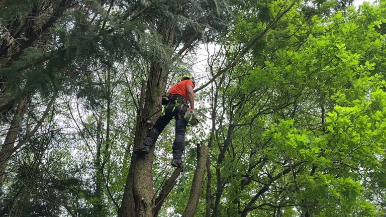 Best Lot and Land Clearing  in Parkland, WA