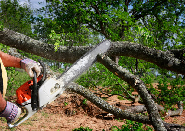 Best Fruit Tree Pruning  in Parkland, WA